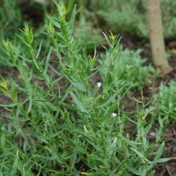 Artemisia dracunculus - 'Sativa' French Tarragon
