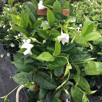 Mandevilla - White Mandevilla