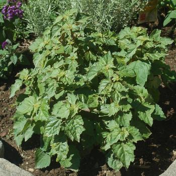 Pogostemon heyneanus - Patchouli