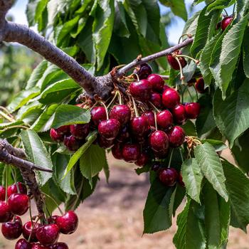 Prunus avium - Chelan&trade; Sweet Cherry