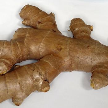 Zingiber officinale - Common Ginger