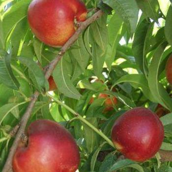 Prunus persica var. nucipersica - 'Independence' Nectarine