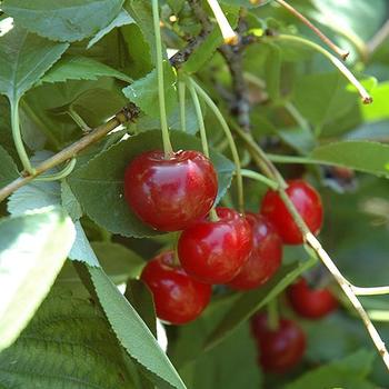 Prunus cerasus - Romance 'Crimson Passion' Dwarf Sour Cherry