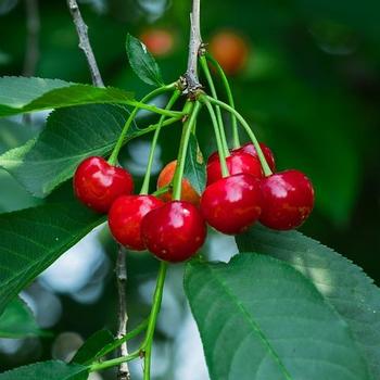Prunus cerasus - Romance 'Cutie Pie' Sour Cherry