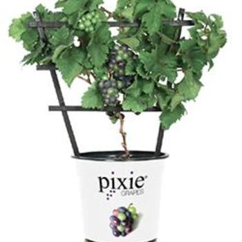 Vitis vinifera - Pixie&reg; 'Pinot Meunier Purple' Dwarf Grape