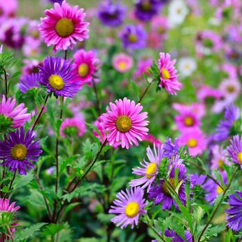 Aster - 'Medley Mix'