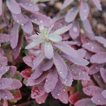 Sedum - 'Plum Perfection' Stonecrop