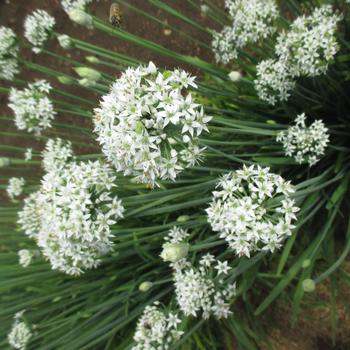 Allium tuberosum - 'Geisha' Garlic Chives