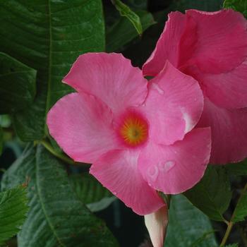 Mandevilla - Yellow Mandevilla