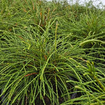 Thuja plicata - 'Whipcord' Arborvitae