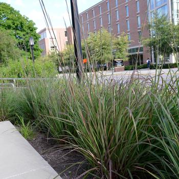 Andropogon gerardii - Karl's Cousin&reg; Big Bluestem