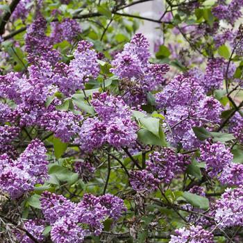 Syringa vulgaris - Common Purple Lilac