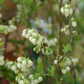 Vaccinium - Blueberry 'Multiple Varieties'