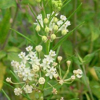Asclepias verticillata - Whorled Milkweed