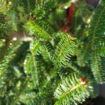 Abies balsamea - Balsam Fir