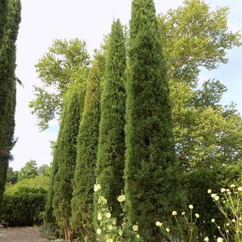 Juniperus virginiana - 'Taylor' Juniper