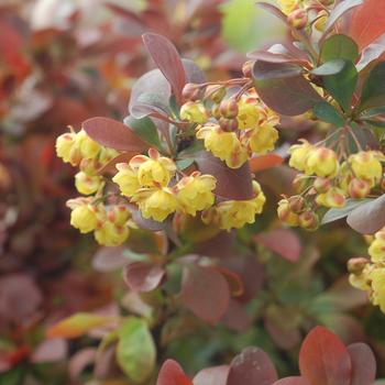 Berberis thunbergii - 'Crimson Ruby&reg;' Barberry