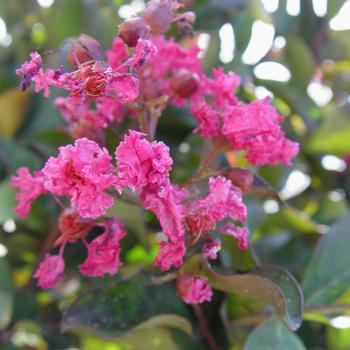 Lagerstroemia indica - 'Pink Velour&reg;' Crape Myrtle