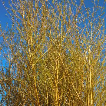 Salix alba - 'Niobe' Weeping Willow
