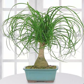 Beaucarnea recurvata - Pony Tail Palm