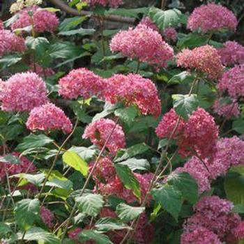 Hydrangea arborescens (Smooth Hydrangea) - Endless Summer&reg; 'Bella Anna&reg;'