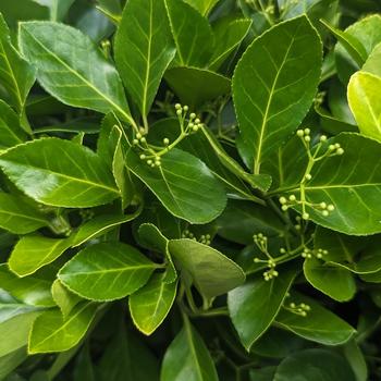 Euonymus kiautschovicus - 'Manhattan' Spreading Euonymus