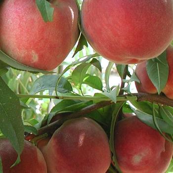 Prunus persica (Peach) - Peach Trees