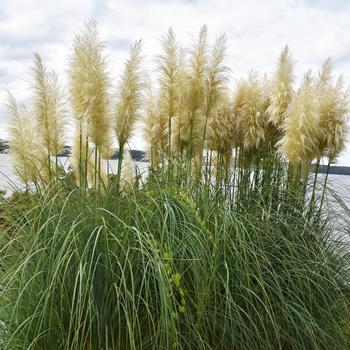 Cortaderia selloana - Pampas Grass