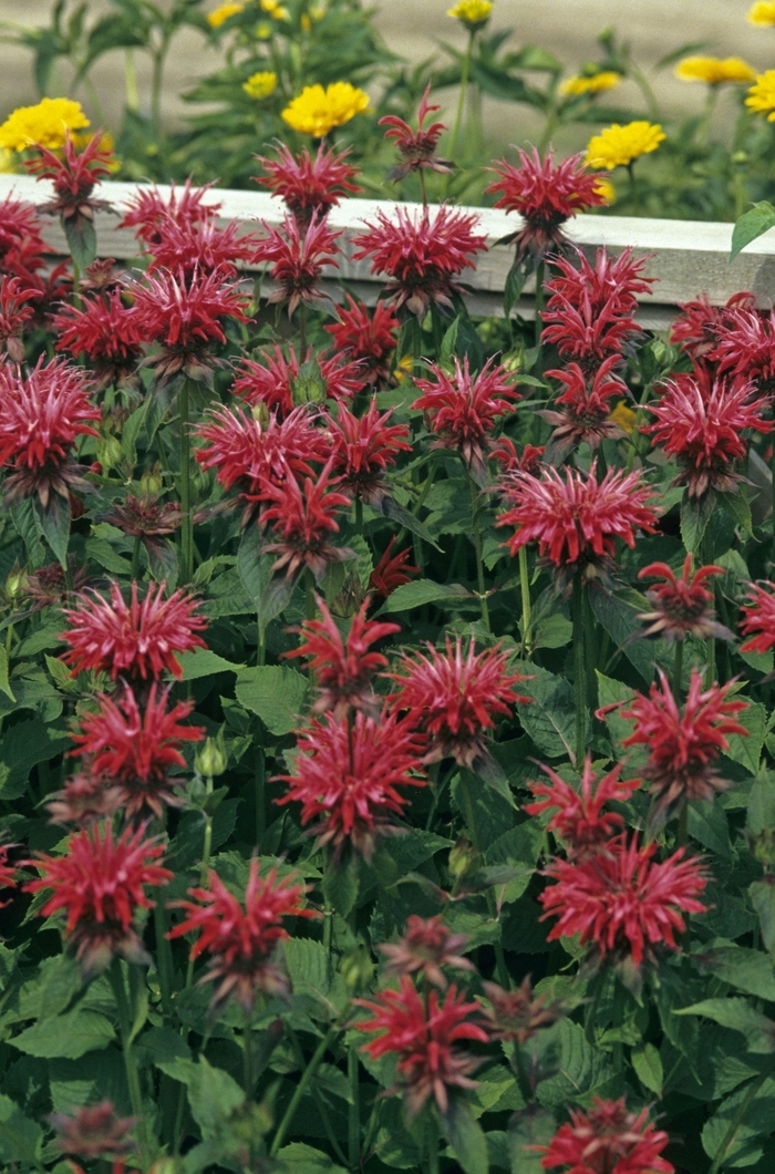 'Gardenview Scarlet' Bee Balm - Monarda from Keathly Nursery