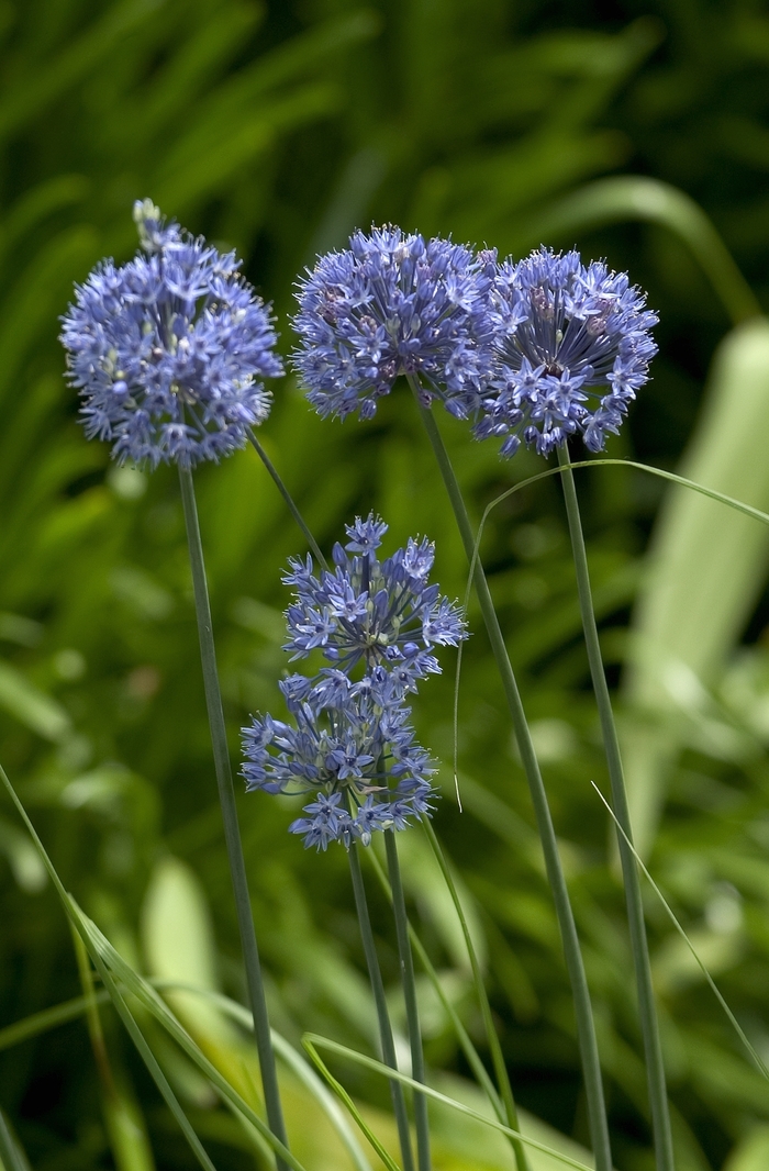 Chive - Allium caeruleum from Keathly Nursery