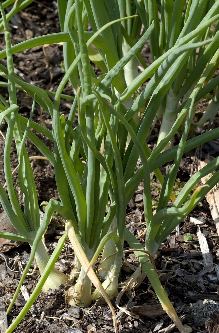 'Walla Walla' Onion - Allium cepa from Keathly Nursery