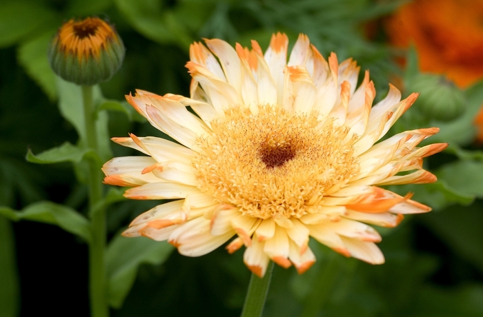 Pot Marigold, Assorted - Calendula officinalis from Keathly Nursery