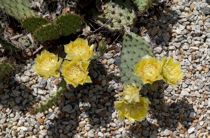 Prickly Pear - Opuntia polyacantha from Keathly Nursery
