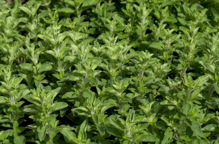 Greek Oregano - Origanum heracleoticum from Keathly Nursery