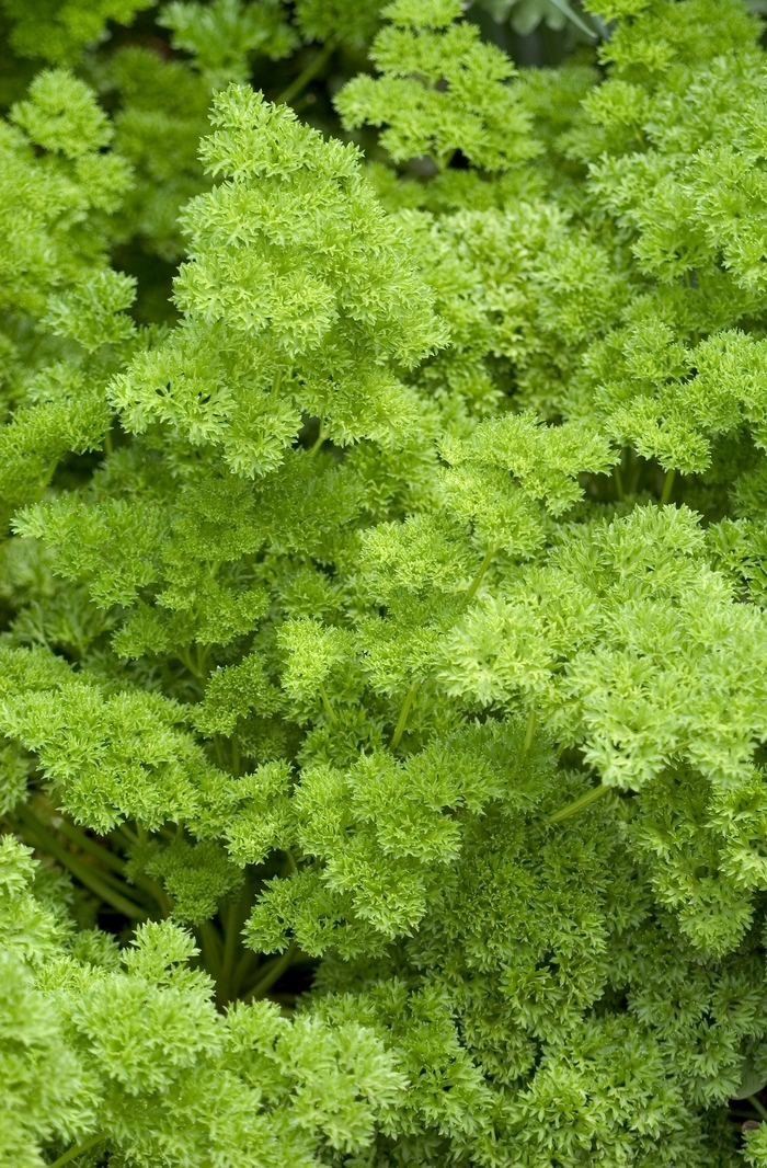 'Afro' Curly Parsley - Petroselinum crispum from Keathly Nursery