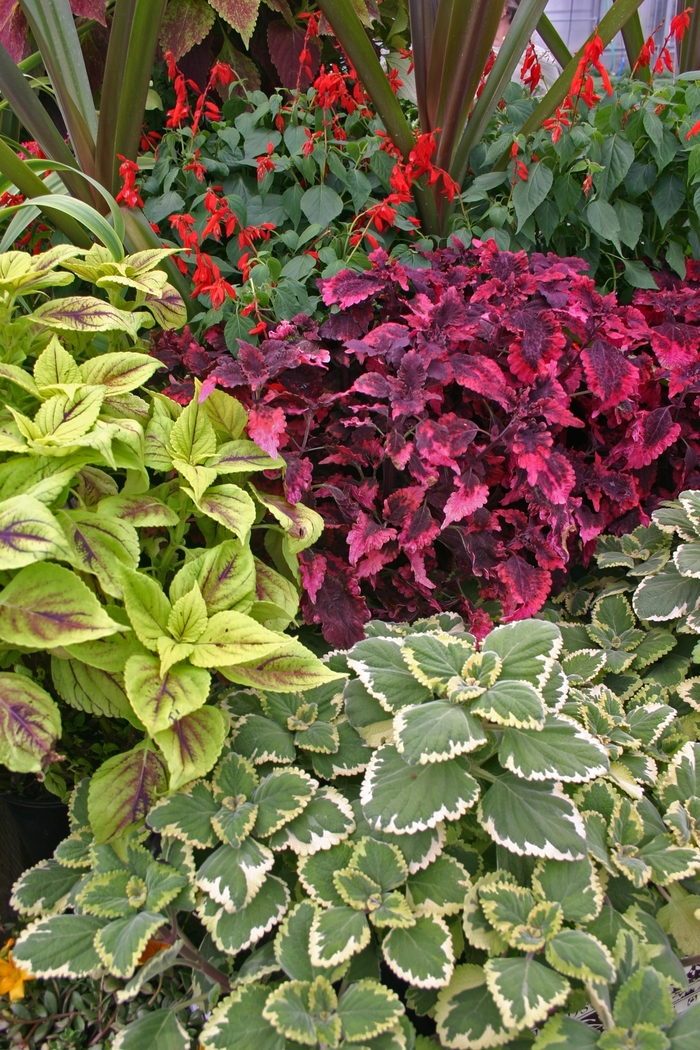 Assorted Coleus - coleus from Keathly Nursery
