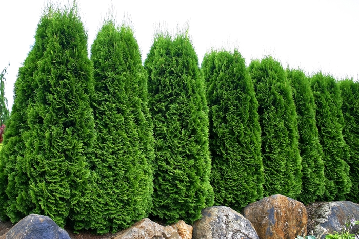 'Emerald' Arborvitae - Thuja occidentalis from Keathly Nursery