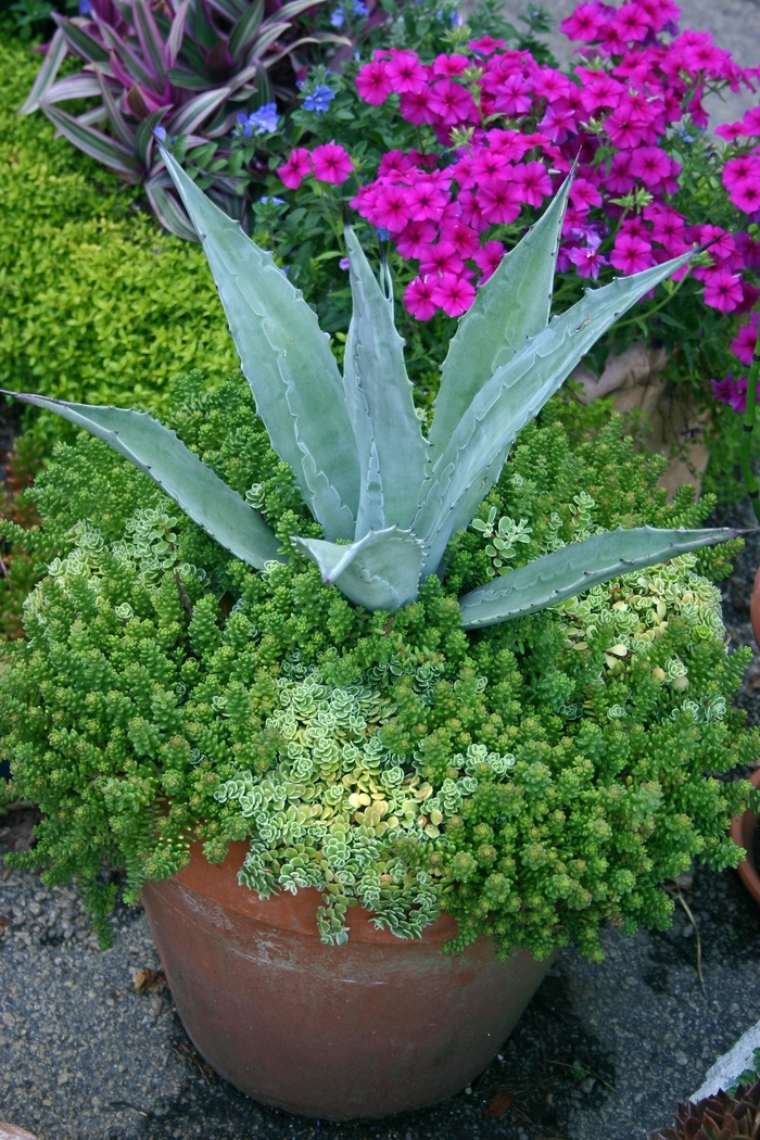 Century Plant - Agave from Keathly Nursery