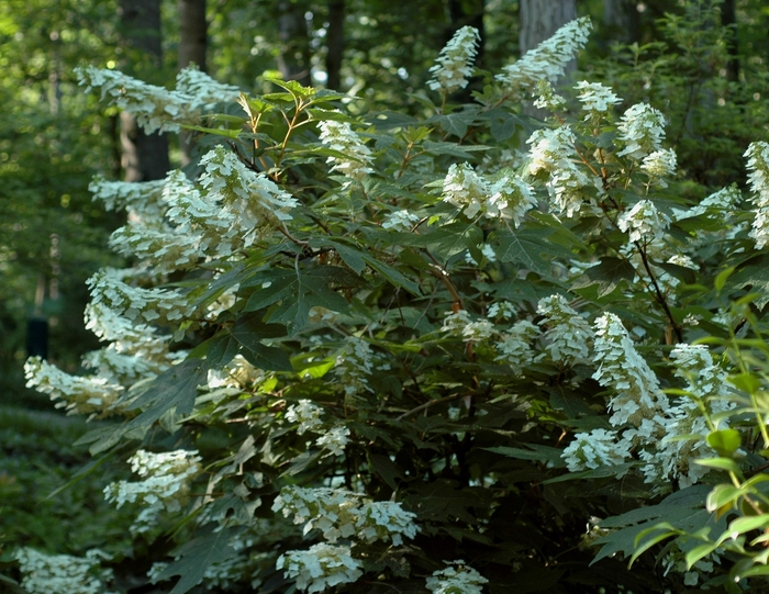 'Alice' Oakleaf Hydrangea - Hydrangea quercifolia from Keathly Nursery