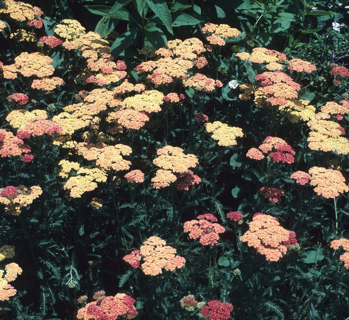 'Everett Setton' Yarrow - Achillea from Keathly Nursery