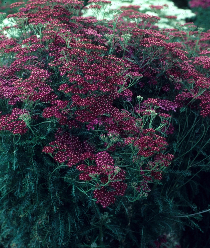 'Bloodstone' Yarrow - Achillea from Keathly Nursery