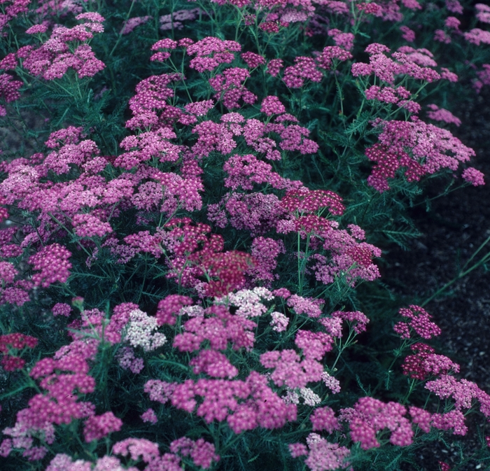 'Croftway' Yarrow - Achillea from Keathly Nursery