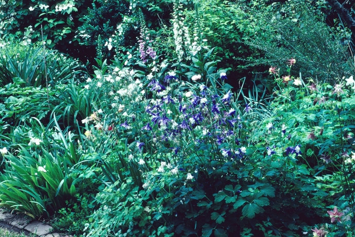 'Multiple Varieties' Assorted, Columbine - Aquilegia from Keathly Nursery