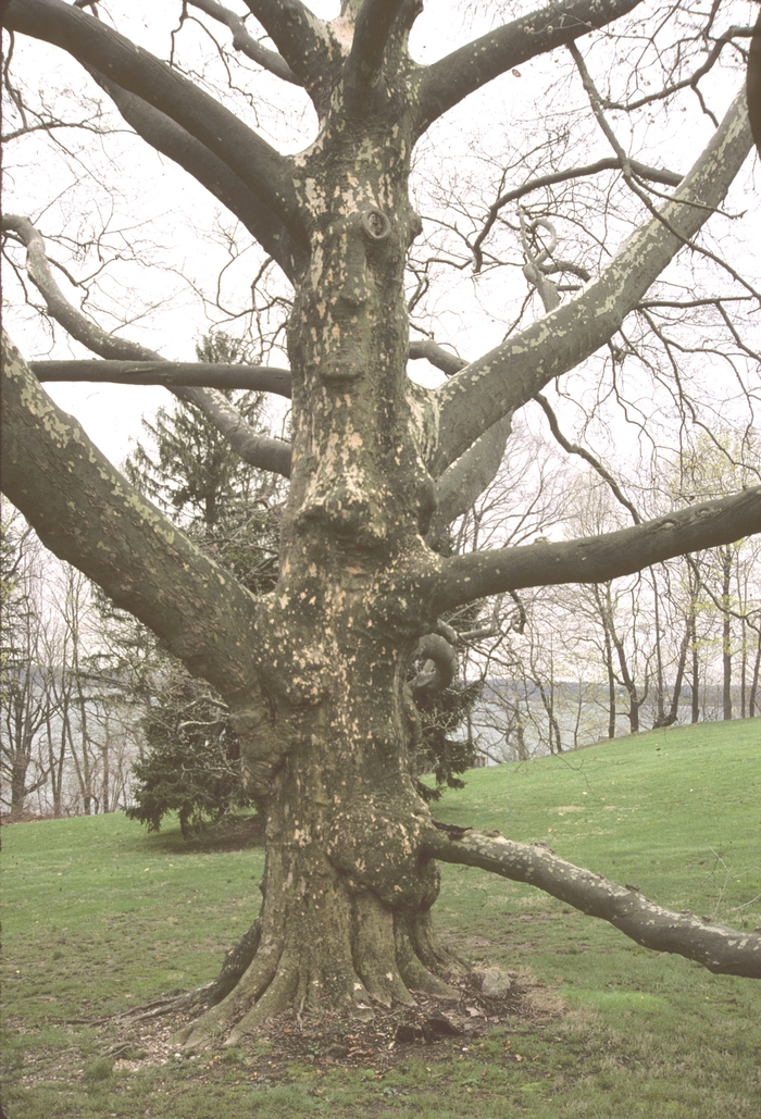London Planetree - Platanus x acerifolia from Keathly Nursery