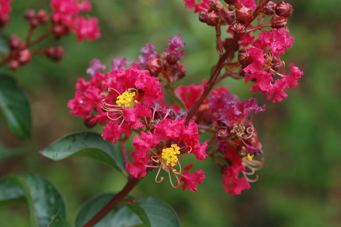 ''Dynamite'' Dynamite Crapemyrtle - Lagerstroemia indica from Keathly Nursery