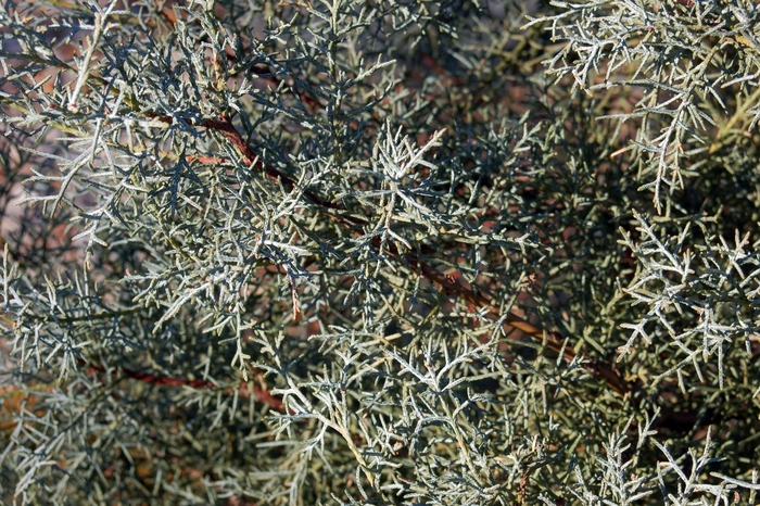 'Blue Ice' Blue Ice Cypress - Cupressus arizonica from Keathly Nursery