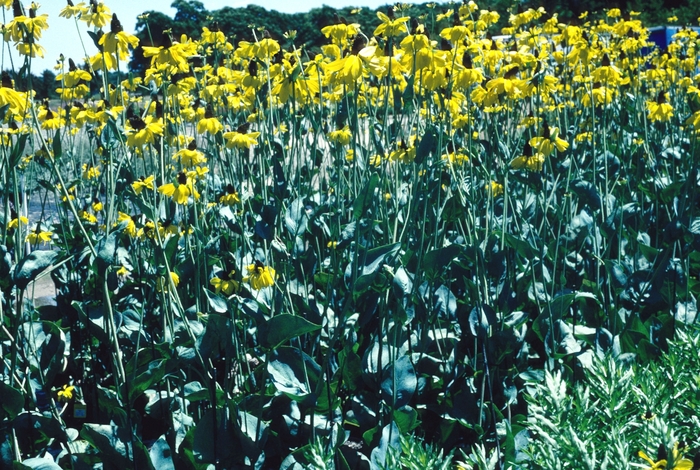 Black-eyed Susan - Rudbeckia maxima from Keathly Nursery