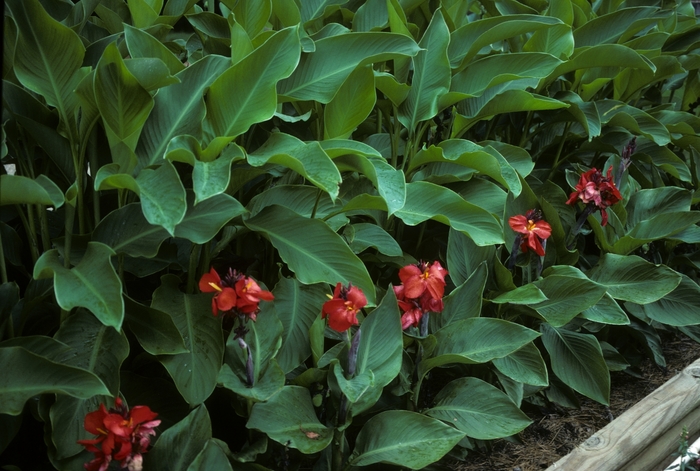 Tropicanna 'Dwarf Red' - Canna (Canna Lily) from Keathly Nursery