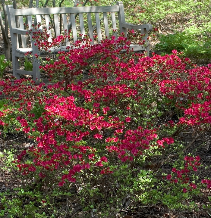 Assorted Azalea - Rhododendron from Keathly Nursery