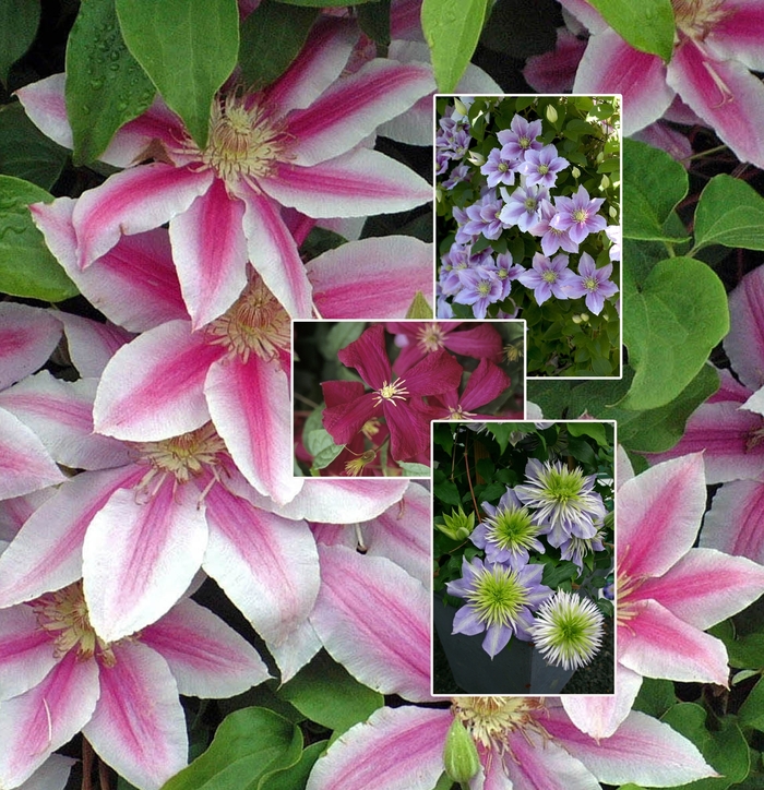 'Multiple Varieties' - Clematis from Keathly Nursery